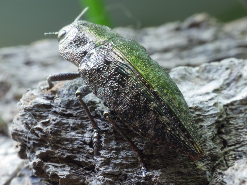 Dicerca aenea (Linnaeus, 1766)